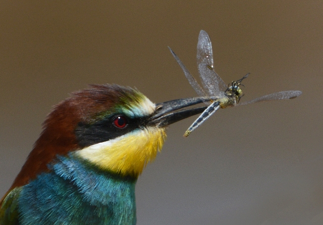 This Europeab Bee-eater varies the diet with a dragonfly